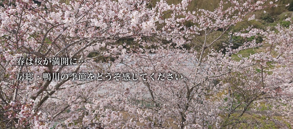 春は桜が満開に・・・
房総・鴨川の季節をどうぞ感じてください。 春は桜が満開に・・・
房総・鴨川の季節をどうぞ感じてください。